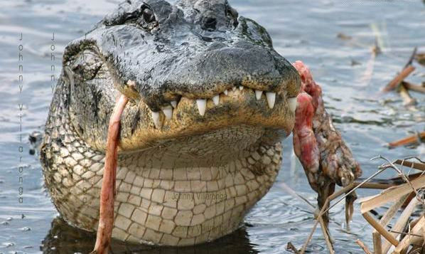 鳄鱼残暴的行凶瞬间 - 月  月 - 阳光月月《万网搜索》