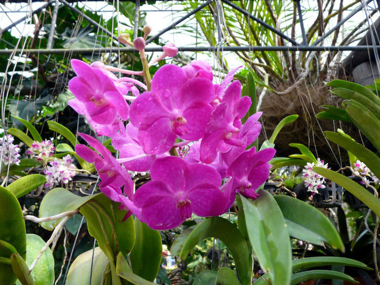 【引用】нуч花园轩弄。泰国 - 枫林傲然 -                  .