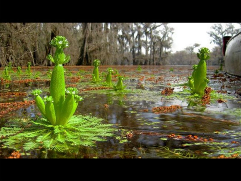 Rose【Caddo Lake】（4007） - Rose - Rose Yang的博客