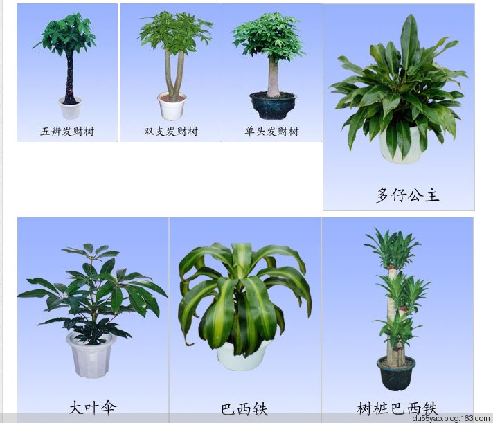 室内观叶植物品种、图例、栽培要点 - 地狱壳子 - 壳子的博客