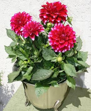 养花、养草、盆栽基础知识 - 美体、情感、博文精品 - 美体情感、心灵驿站