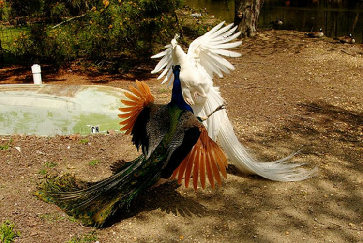 您见过孔雀飞行吗？ - 怀旧.梦缘 - 怀旧.梦缘