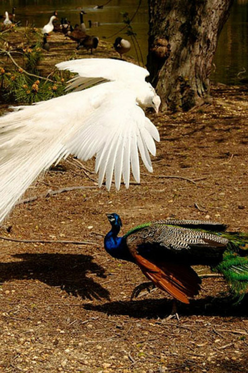 您见过孔雀飞行吗？ - 怀旧.梦缘 - 怀旧.梦缘