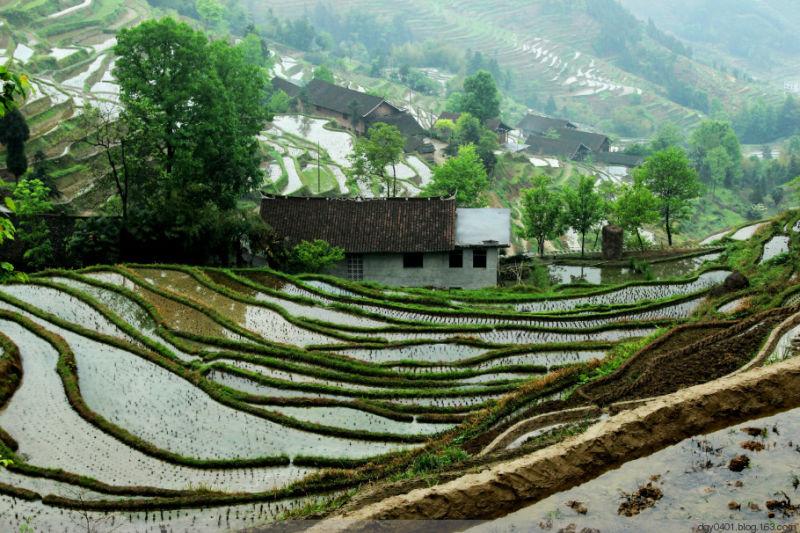 紫鹊界——冷风凄雨中的梯田 - 酉水人 - 酉水人