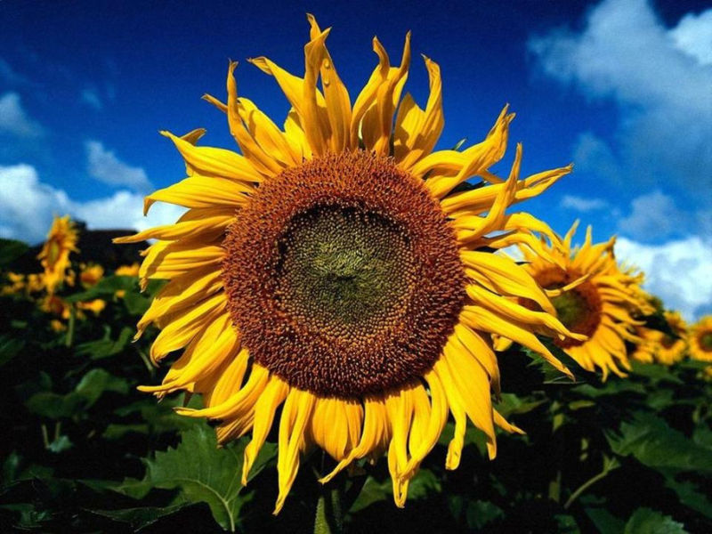 Rose【夏日花卉】