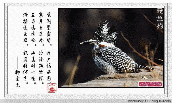 诗情画意 鸟语花香【动态美图】 - 温柔细雨 - 一丝小雨盈盈而落......