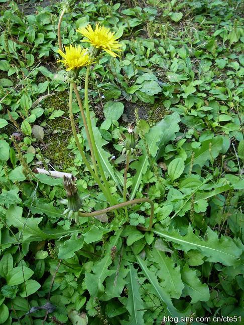 香菜煮水洗肾，花椒专治富贵病，蒲公英巧治慢性病 - 美体、情感、博文精品 - 美体情感、心灵驿站
