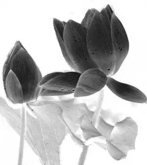 中国书法（四）墨韵 -