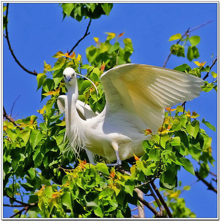 痴观白鹭弄清姿！【唯美组图】 - 無為居士 - 聚美齋