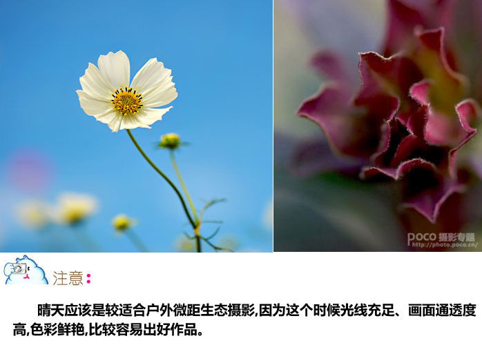 微距摄影十二条基础知识讲解 - 至尊宝 - 每个人的信仰都是存在的、进步的和近似的,