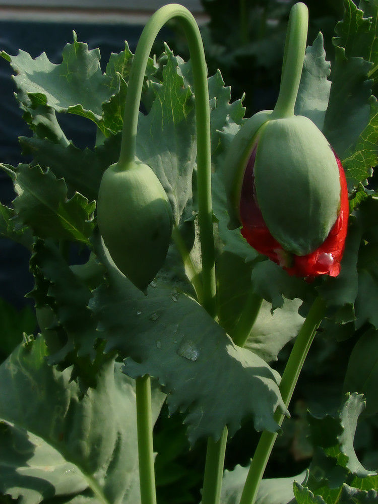 致命魅惑 罂粟 - 酒鬼鼠  - 酒鬼鼠
