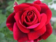 林肯先生（Mister Lincoln）