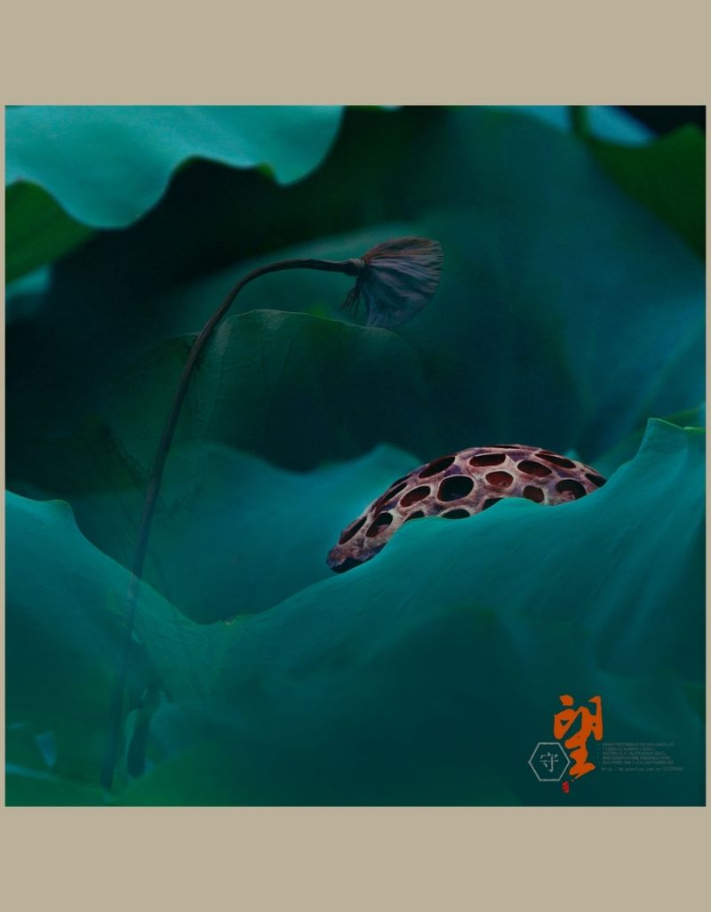 守望【2014荷之系列】