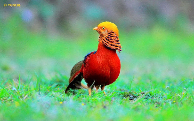 自然美 【漂亮的红腹锦鸡】 - 方块之旅 - 方块之旅