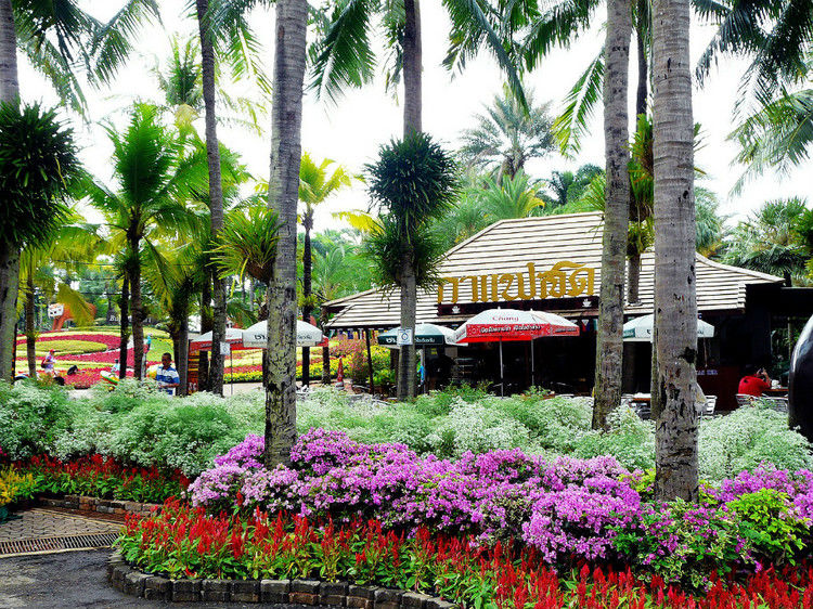 【引用】нуч花园轩弄。泰国 - 枫林傲然 -                  .