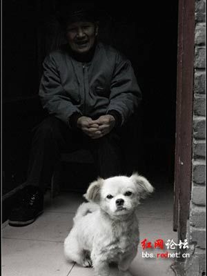 网友评感动中国十大动物 母猪救夫夺冠(图)