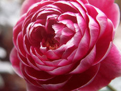 玛丽玫瑰(Marie Rose)