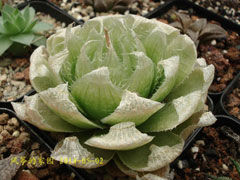 洋葱卷Haworthia lockwoodii