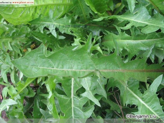 蒲公英 一味蒲公英，功胜白虎汤 蒲公英药效与吃法 - 跳动的心 - 拨动琴鉉的人