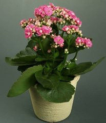 园艺师教你哪种花多久浇一次水 - 南山秀竹 - 南山文化园