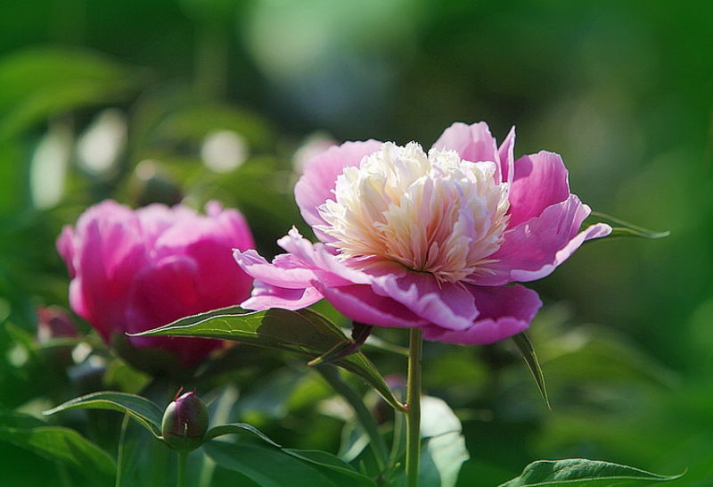 ╰※╮绚丽何尝逊花王◇缤纷芍药竞