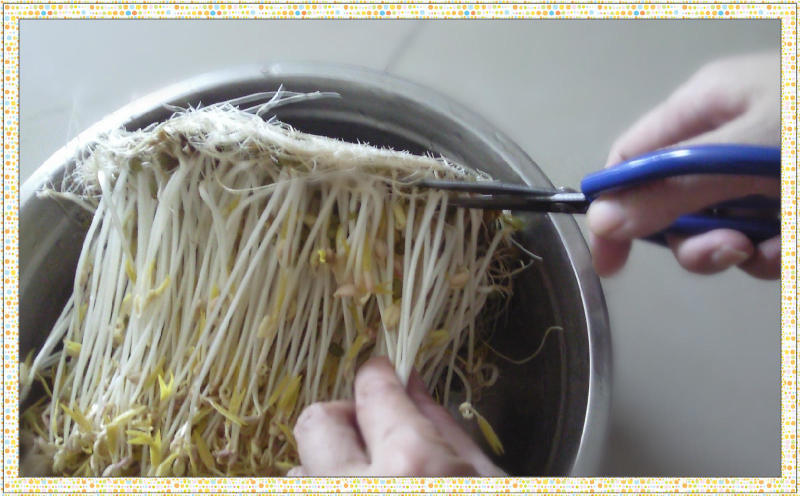 脸盆发豆芽，最简单的方法哦！ - 玉兔F  - 玉兔FEI的博客
