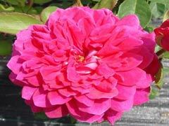 苏菲的玫瑰（Sophy's Rose )