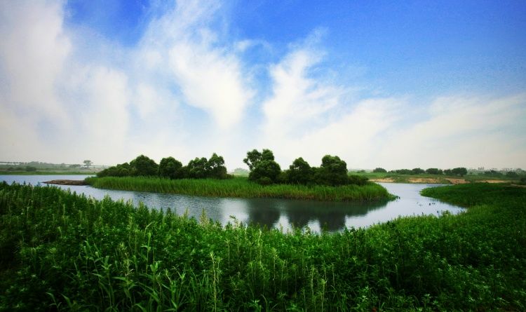 感受松花江湿地风光 领略哈尔滨夏都魅力 - 