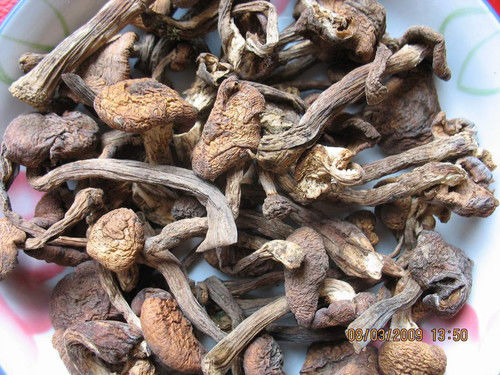 32种菌类的功效介绍 - 缘水禅心 - 