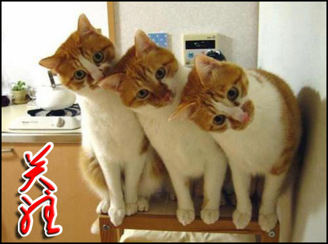 【子实周末/大千世界】25位最值得关注的中国人 - 子实 - 自留地