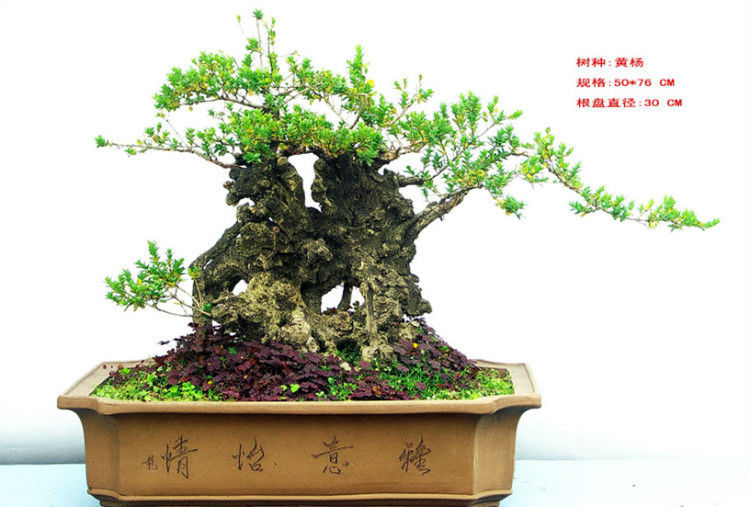盆景—黄 - .