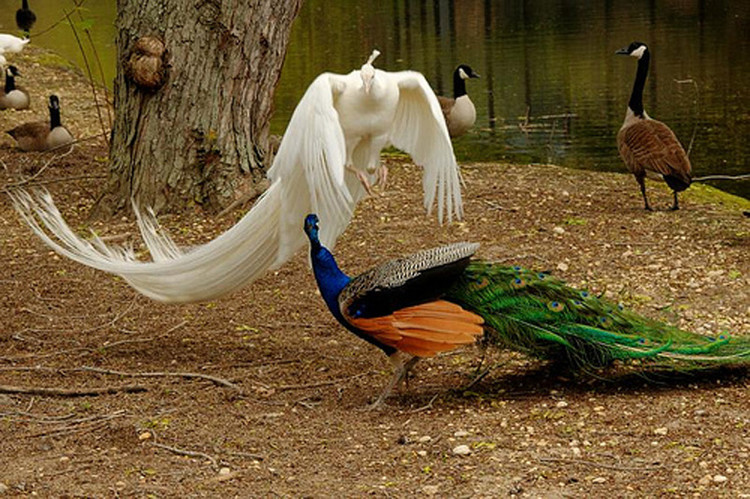 您见过孔雀飞行吗？ - 怀旧.梦缘 - 怀旧.梦缘