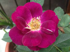 午夜深蓝midnight blue