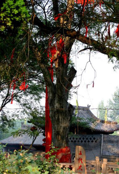 洪洞大槐树风景图片