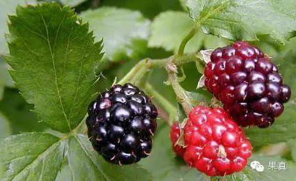 正宗的野果，很多城市人没吃过甚至没见过！