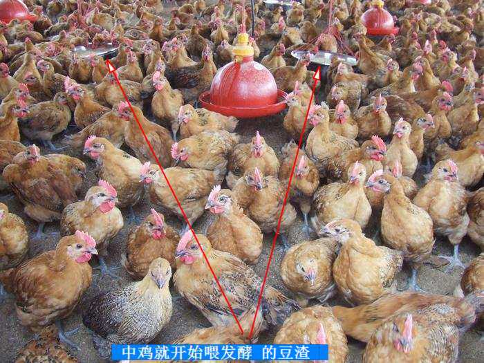 99全能饲料发酵剂 点击在新窗口打开