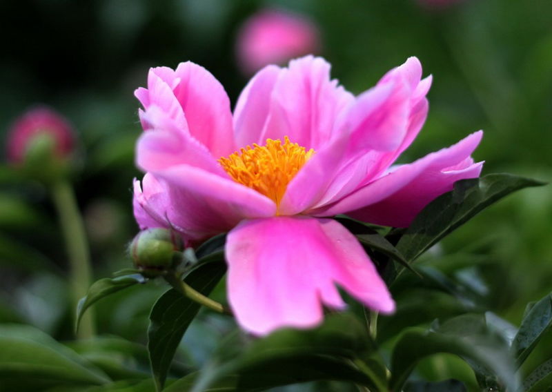 ╰※╮绚丽何尝逊花王◇缤纷芍药竞