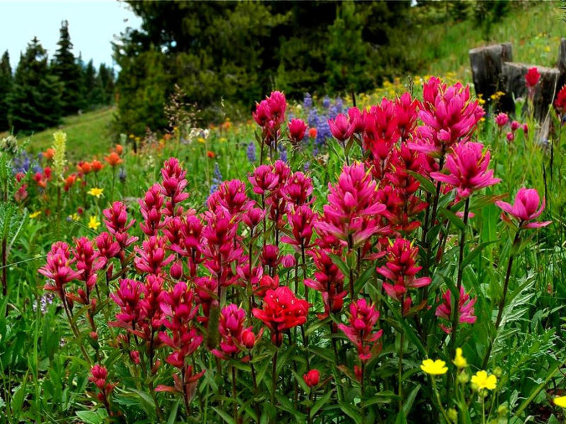 Rose【夏日花卉】（3490） - 