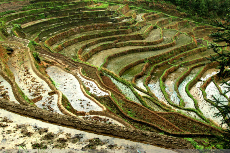 紫鹊界——冷风凄雨中的梯田 - 酉水人 - 酉水人