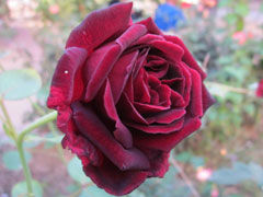 黑珍珠(Black Pearl)