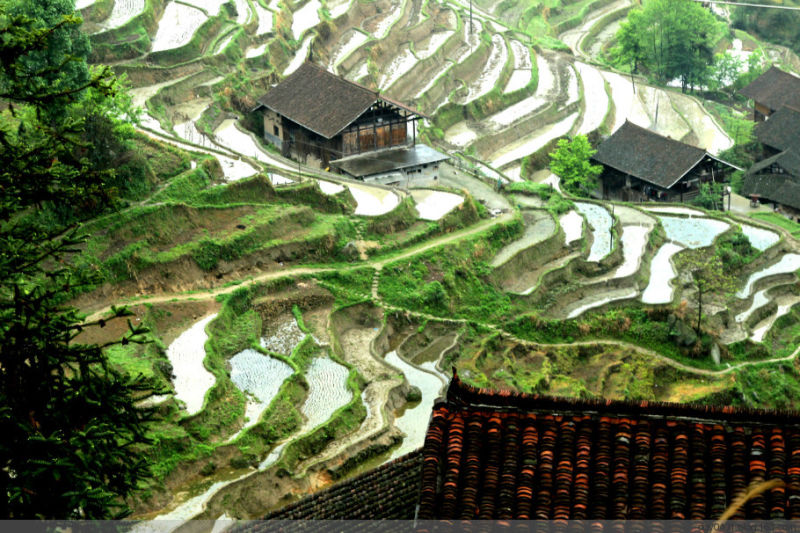 紫鹊界——冷风凄雨中的梯田 - 酉水人 - 酉水人