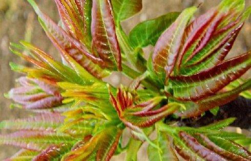 农村长大的，看看我们小时候吃的野果子