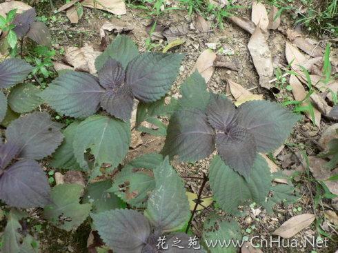 农村长大的，看看我们小时候吃的野果子