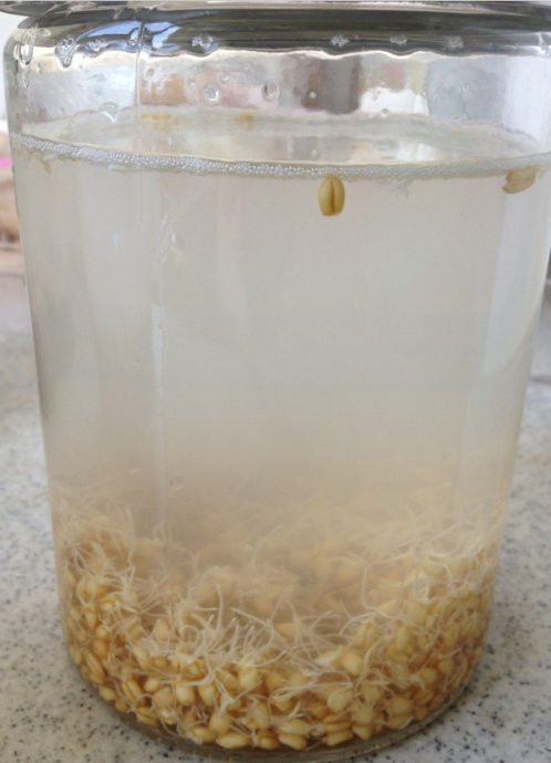 回春水的惊人功效和制作方法 - 新文明之光 - 新文明之光