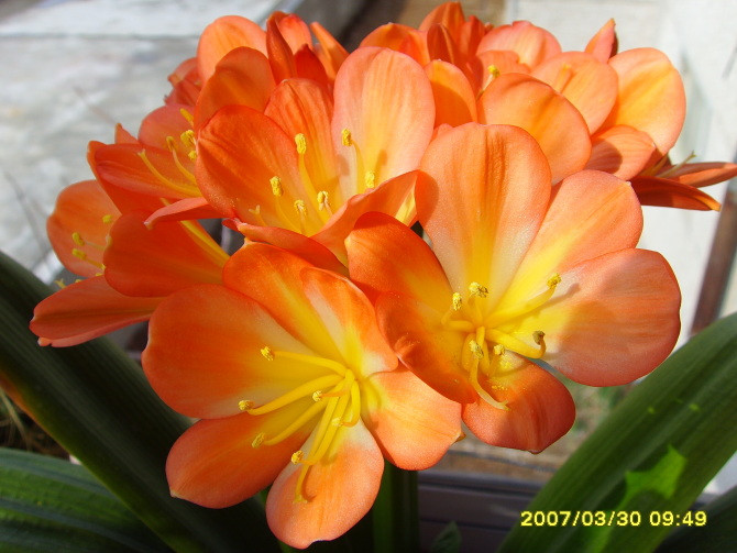 家庭养花奇招大全（绝对珍藏版） - 理睬 - .