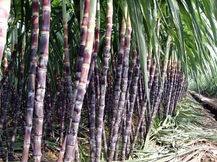 终于知道什么才是当季水果？瞬间长见识！ - 云鹏润峰 - 云鹏潤峰的博客