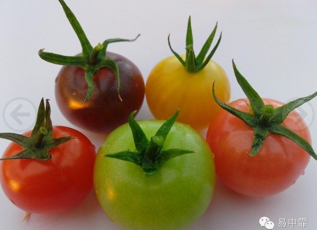 美国正式宣布转基因有毒!