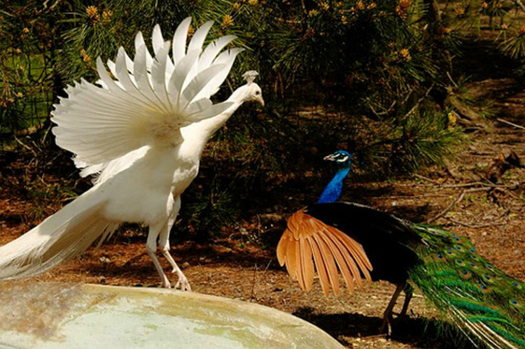您见过孔雀飞行吗？ - 怀旧.梦缘 - 怀旧.梦缘