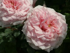 古董月季(Antique Rose)