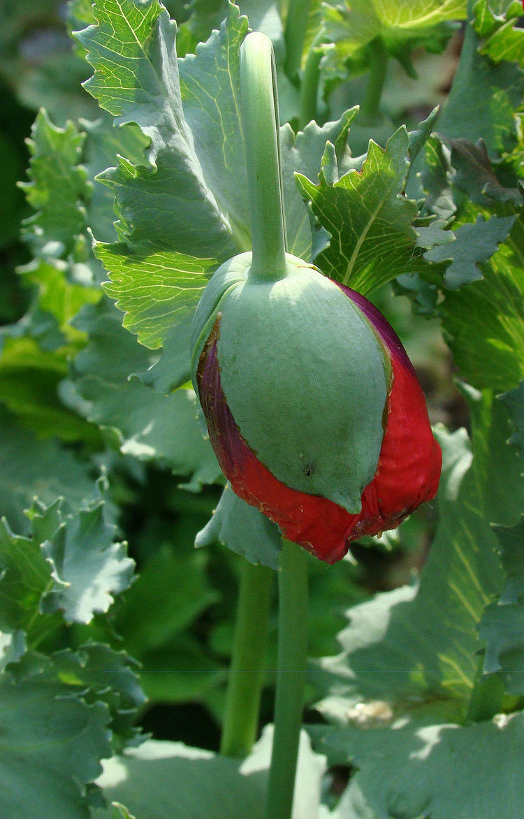 致命魅惑 罂粟 - 酒鬼鼠  - 酒鬼鼠